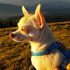 Elvis