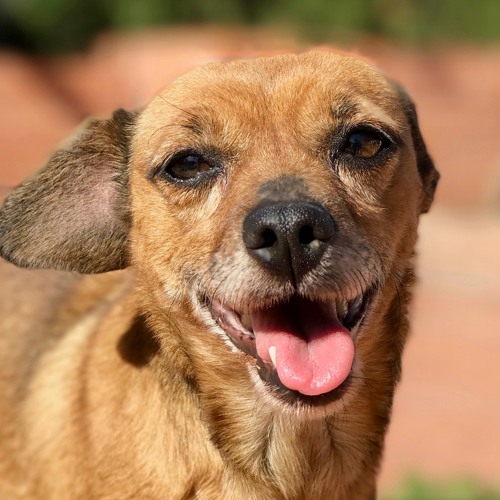 Ep. 3- Common Types of Aggression in Dogs