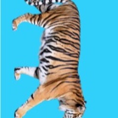Mr. 2tora