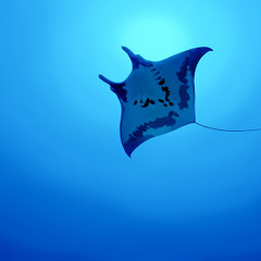 Manta Crew