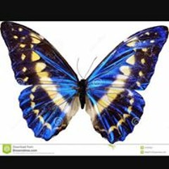 Essam Mostafa