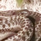 hecksnek