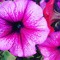 nyx__1033