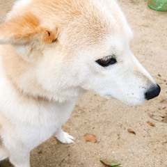 gentako