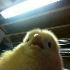 정진호