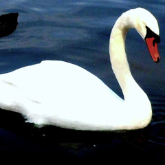 aa