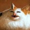 Kittehhh