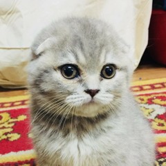 Batsukh Altan