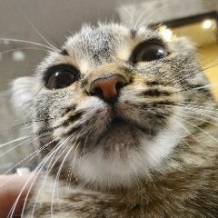 Денис Власов