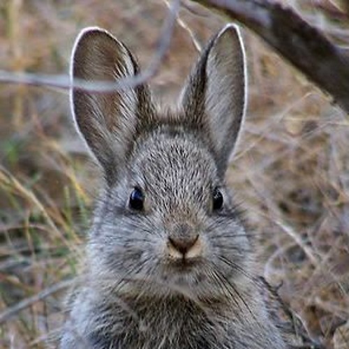 Болотный заяц. Айдахский кролик Пигмей. Айдахский кролик, кролик-Пигмей. Болотный кролик Флорида. Водный кролик.