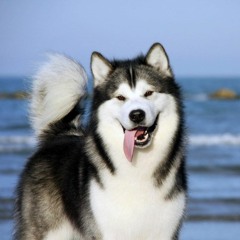 HuskyBits