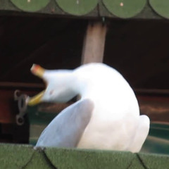 rerytore