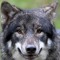 Only Three Wolves