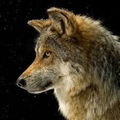 Wolf Music