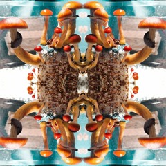 PsilocybeTrip