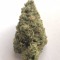 lil Budd