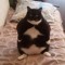 Fat Cat
