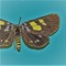 epilatrix