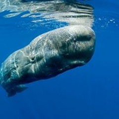 Krzysiek Koronkiewicz