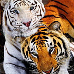 TheTigerTerror