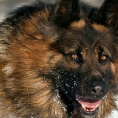 MATHIASAVILESVALLEJOS072005