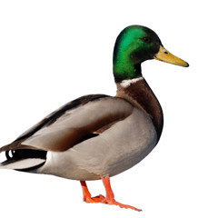 GUHESA the duck