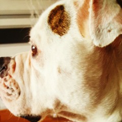 nibby