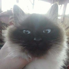 Giurgea