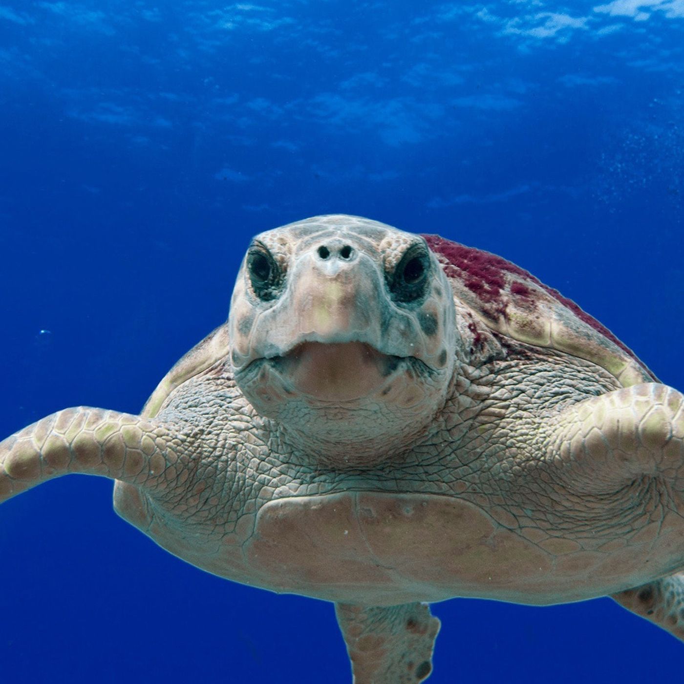 À pas de tortue
