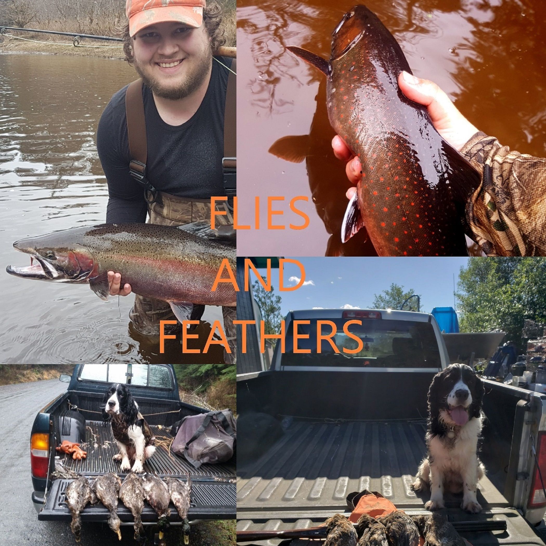 Flies and Feathers