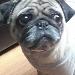 배