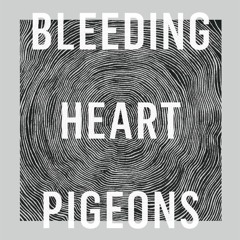 Bleeding Heart Pigeons