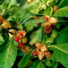 Ashwagandha