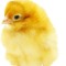 GyrfalconDev