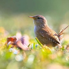 أسماء