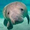 SevereManatee