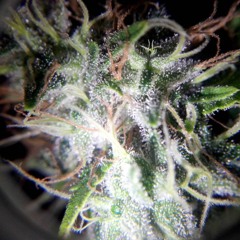 artic_mkiller