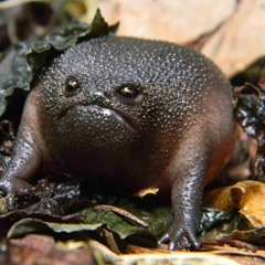 The Grumpy Frog
