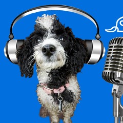 McCann Dogs Podcast