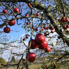 René Idealista Babos