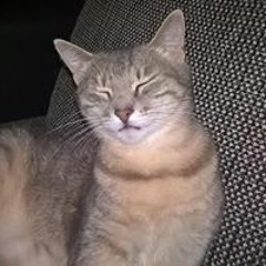 immuscatete