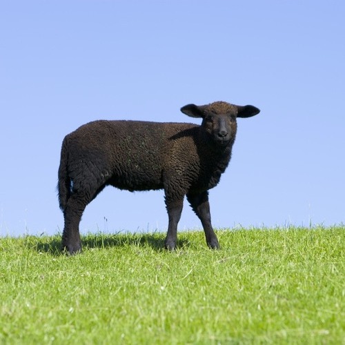 DSS - Das schwarze Schaf’s avatar