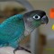 yoshi the birb