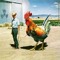 Big Chicken