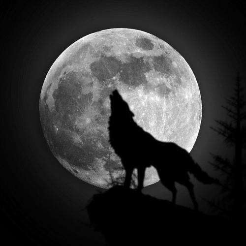 Black Wolf’s avatar