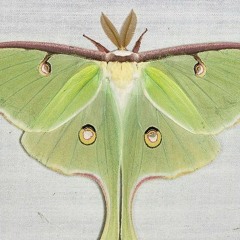 Pupaemolt