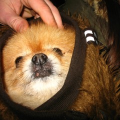 a stray but not astray