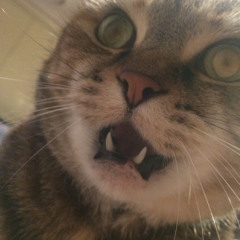 The Feisty Cat