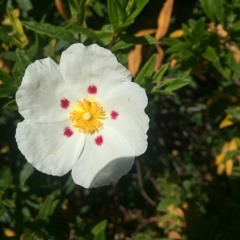 Blossomoon