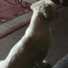 Colin